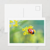 dame bovenaan briefkaart (Voorkant / Achterkant)