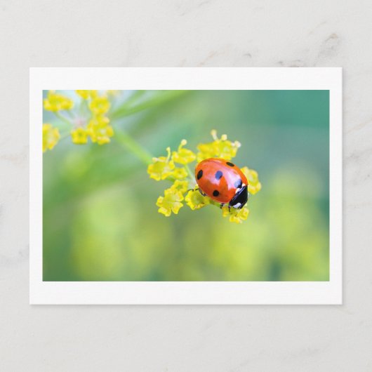 dame bovenaan briefkaart (Voorkant)