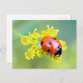 dame bovenaan briefkaart (Voorkant / Achterkant)