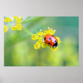 dame bovenaan poster (Voorkant)