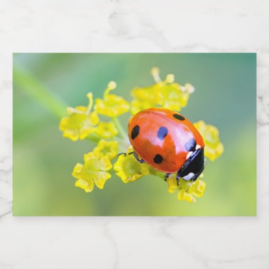 dame bovenaan voedselcontainer etiket (Enkel label)