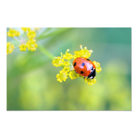 dame bovenop foto afdruk (Voorkant)