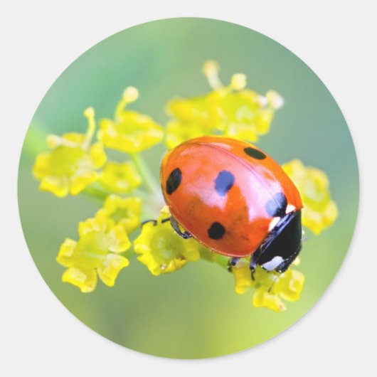 dame bovenop ronde sticker (Voorkant)
