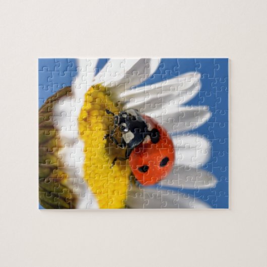 Dame bug in madeliefje legpuzzel (Horizontaal)