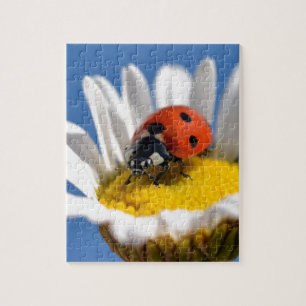 Dame bug in madeliefje legpuzzel
