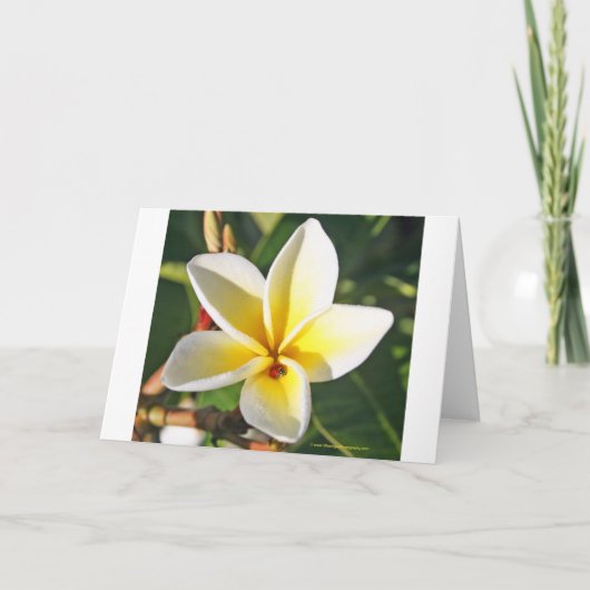 Dame Bug met wenskaart Plumeria Kaart (Voorkant)