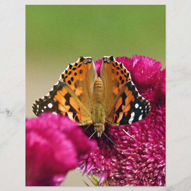 Dame Butterfly (Voorkant)