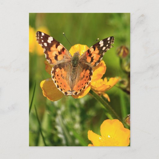 Dame Butterfly Briefkaart (Voorkant)