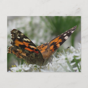 Dame Butterfly Briefkaart