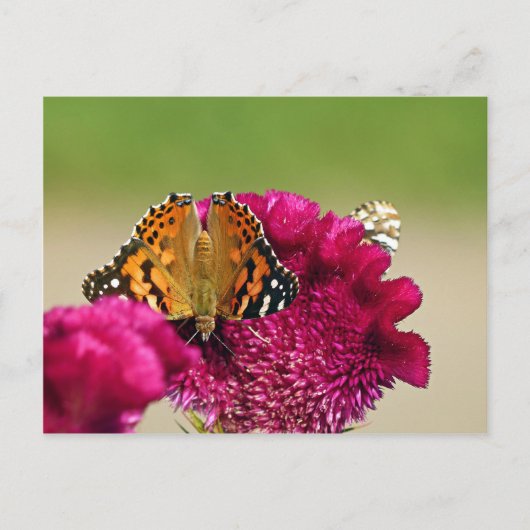 Dame Butterfly Briefkaart (Voorkant)