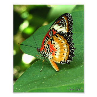 Dame Butterfly Foto Afdruk