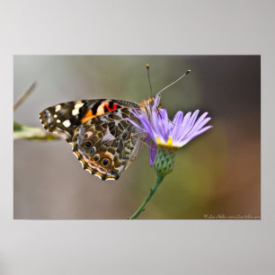 Dame Butterfly, gebilderd op Poster Aster II