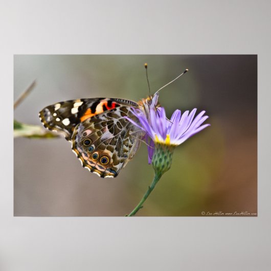 Dame Butterfly, gebilderd op Poster Aster II (Voorkant)