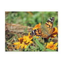 Dame Butterfly, geverfd op het Zinnia-Briefkaart