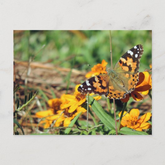 Dame Butterfly, geverfd op het Zinnia-Briefkaart Briefkaart (Voorkant)