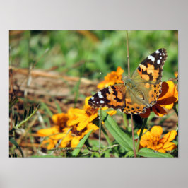 Dame Butterfly in Zinnia Print