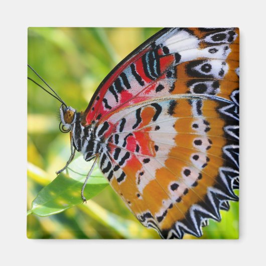 Dame Butterfly Magneet (Voorkant)