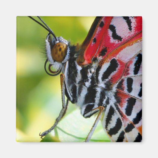 Dame Butterfly Magneet (Voorkant)