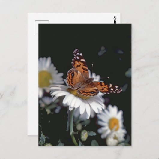 Dame Butterfly op het Briefkaart van Daisy (Voorkant / Achterkant)