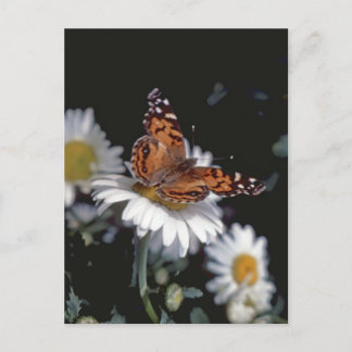 Dame Butterfly op het Briefkaart van Daisy