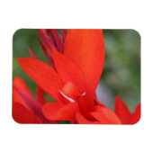 "Dame in rood" Rode Canna Lily foto magneet (Horizontaal)