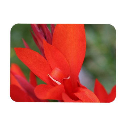 "Dame in rood" Rode Canna Lily foto magneet (Horizontaal)