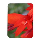 "Dame in rood" Rode Canna Lily foto magneet (Verticaal)