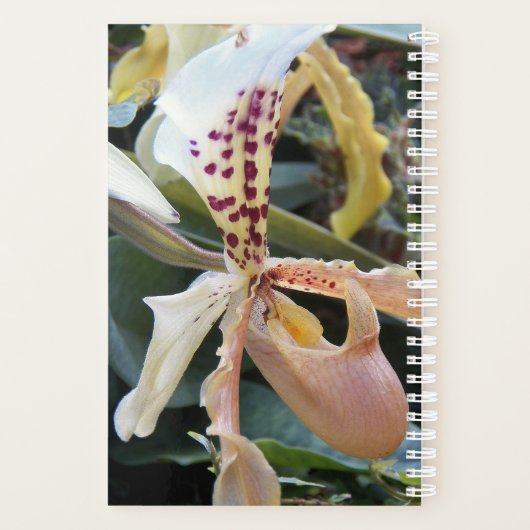 Dame Slipper Orchidee Bloem Planner (Achterkant)