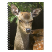 Damefallnotebook Notitieboek (Voorkant)