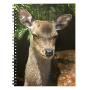 Damefallnotebook Notitieboek