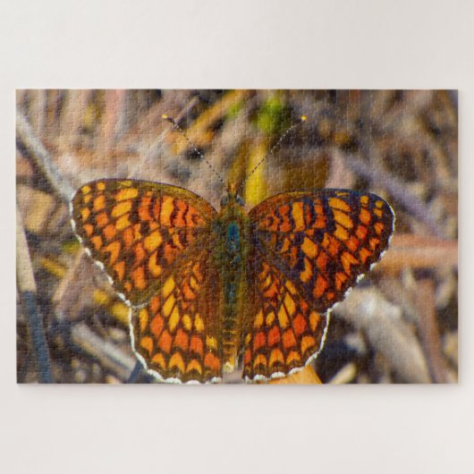 Damero Knapweed Butterfly. Legpuzzel (Horizontaal)