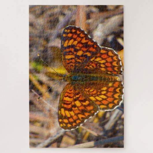 Damero Knapweed Butterfly. Legpuzzel (Verticaal)