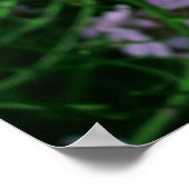 Dame's Rocket Flower Poster (Hoek)