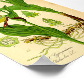 Dame's Slipper Orchid (Cypripedium calceolus) Poster (Hoek)