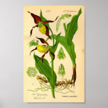 Dame's Slipper Orchid (Cypripedium calceolus)