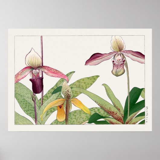 Dame's Slipper Orchid Flower door Tanigami Konan, Poster (Voorkant)