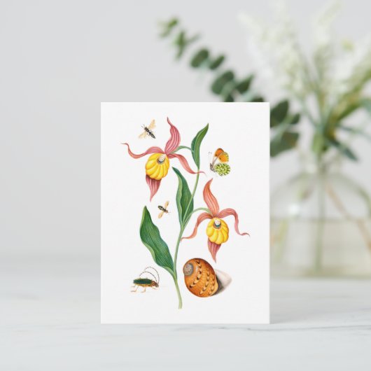 Dame's slipper orchidee -  botanische kunst - briefkaart (Staand voorkant)