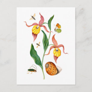 Dame's slipper orchidee -  botanische kunst - briefkaart