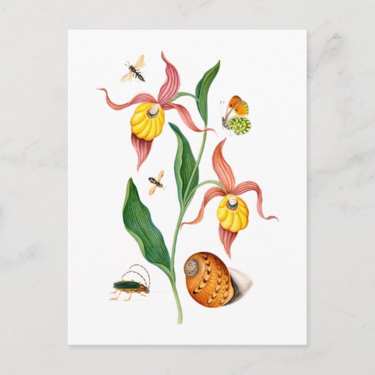 Dame's slipper orchidee -  botanische kunst - briefkaart (Voorkant)