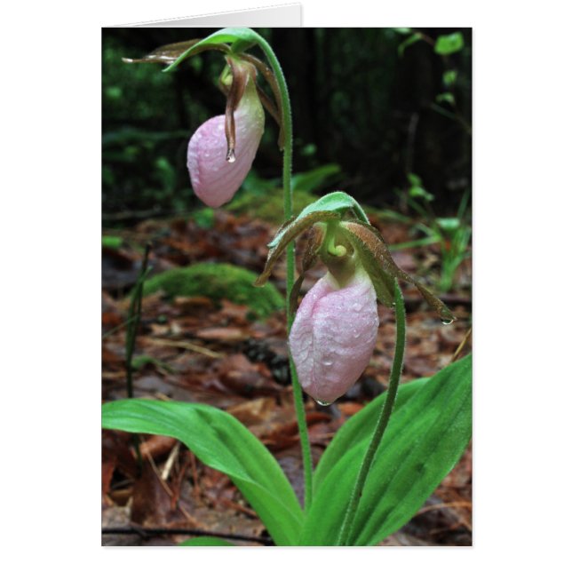 Dames Slippers (Voorkant)