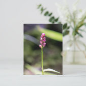 Dame's Thumb Roze Wildflower Briefkaart (Staand voorkant)