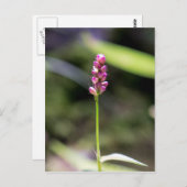 Dame's Thumb Roze Wildflower Briefkaart (Voorkant / Achterkant)