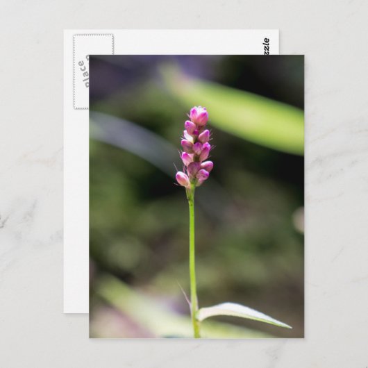Dame's Thumb Roze Wildflower Briefkaart (Voorkant / Achterkant)