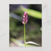 Dame's Thumb Roze Wildflower Briefkaart (Voorkant)
