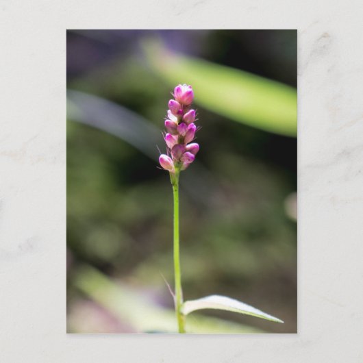 Dame's Thumb Roze Wildflower Briefkaart (Voorkant)