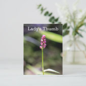 Dame's Thumb Roze Wildflower Briefkaart (Staand voorkant)