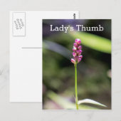 Dame's Thumb Roze Wildflower Briefkaart (Voorkant / Achterkant)