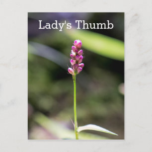 Dame's Thumb Roze Wildflower Briefkaart