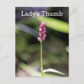 Dame's Thumb Roze Wildflower Briefkaart (Voorkant)