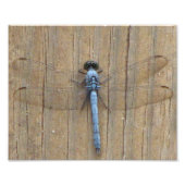 Damesfly Foto Afdruk (Voorkant)